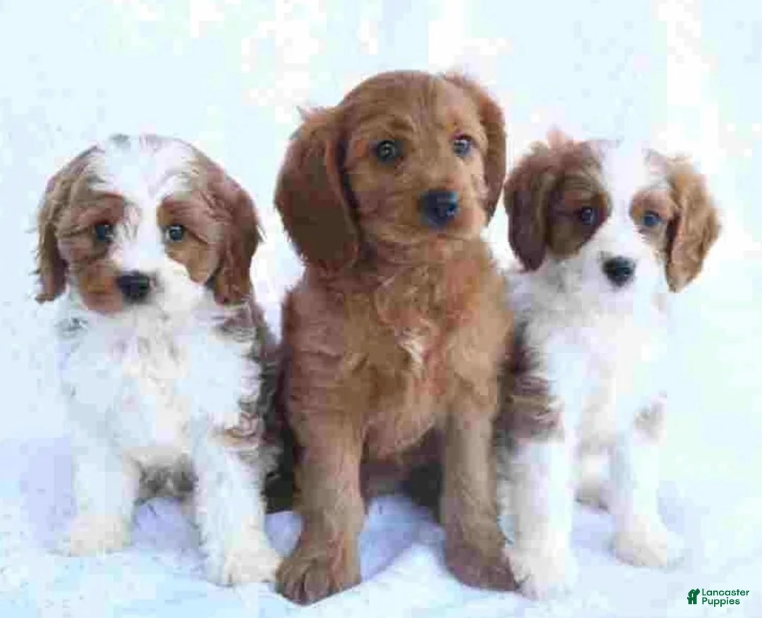 Cavapoo dogs for sale: Cavapoo 3 - Ad 1