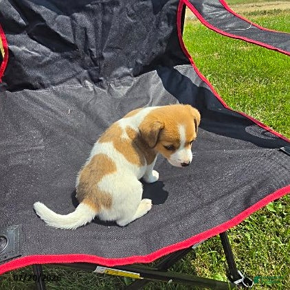 Jack Russell Terrier dogs Flora - Ad 1
