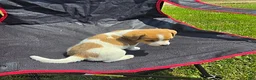 Jack Russell Terrier dogs for sale: Flora - Ad 1