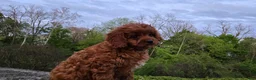 Cavapoo dogs for sale: Harvey - Ad 13