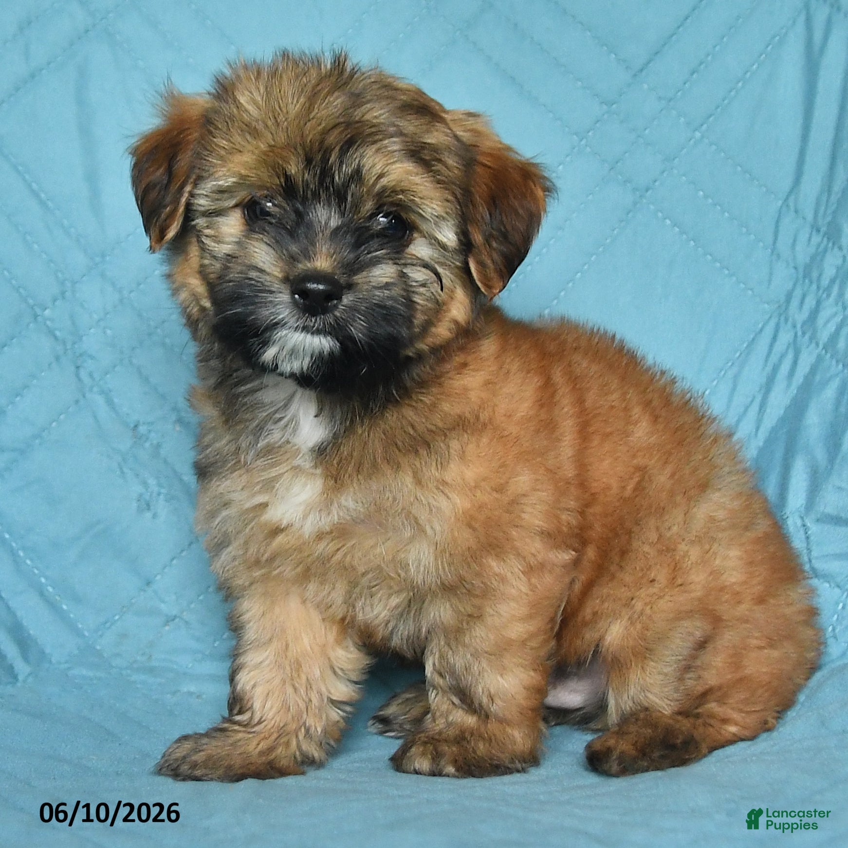 Mixed Breed dogs Matty - Ad 2