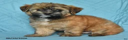 Mixed Breed dogs for sale: Matty - Ad 2