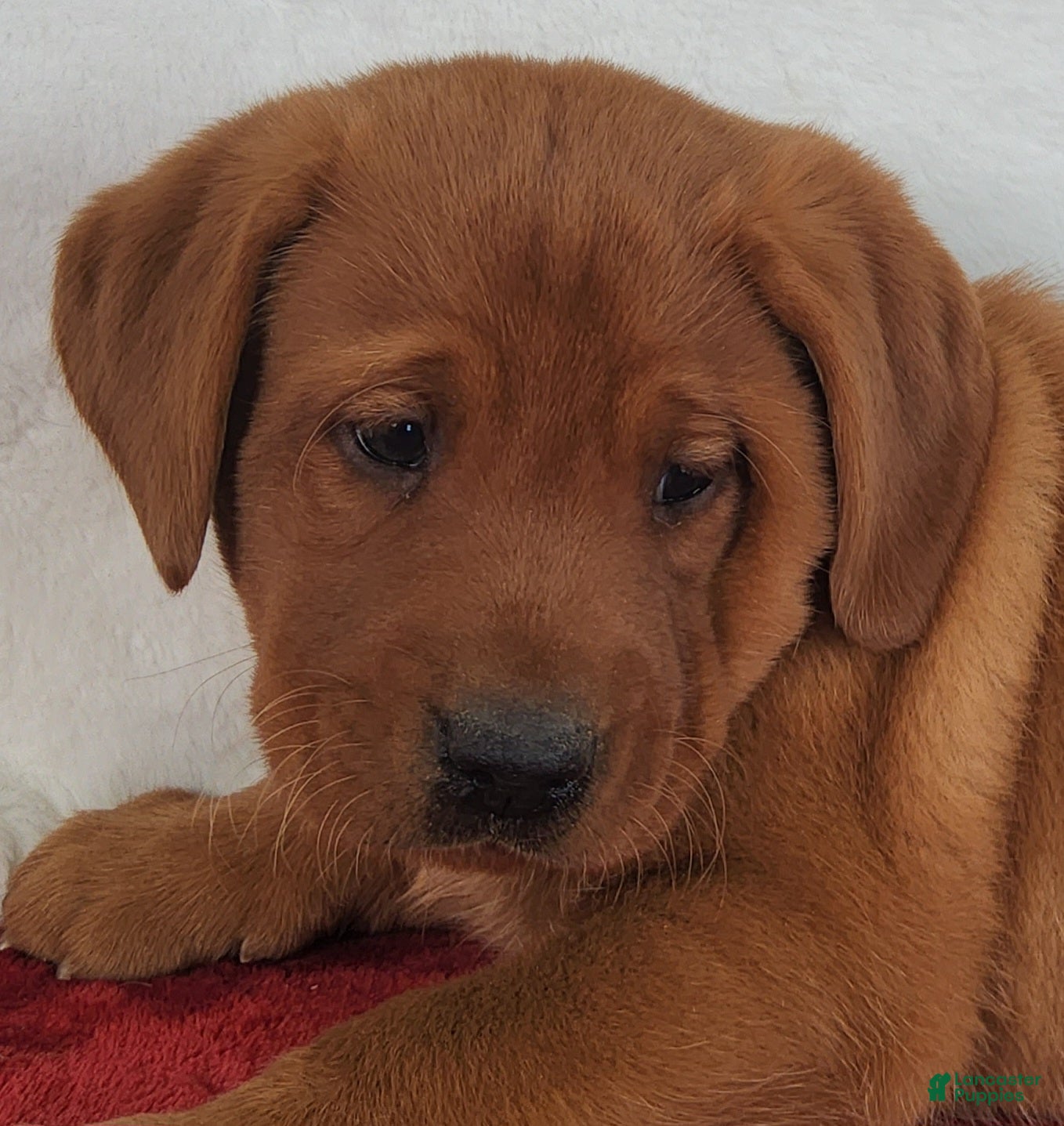 Labrador Retriever dogs for sale: Rowan - Ad 1