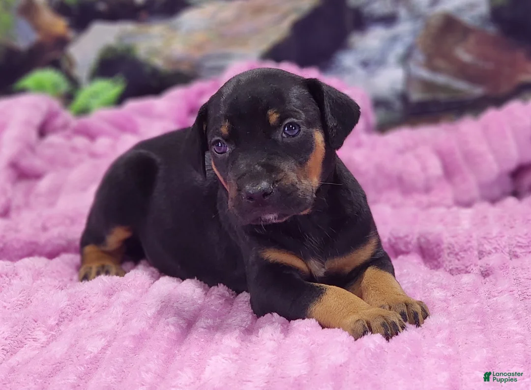 Catahoula Leopard Dog dogs for sale: Luna 2025 Female 4 - Ad 2