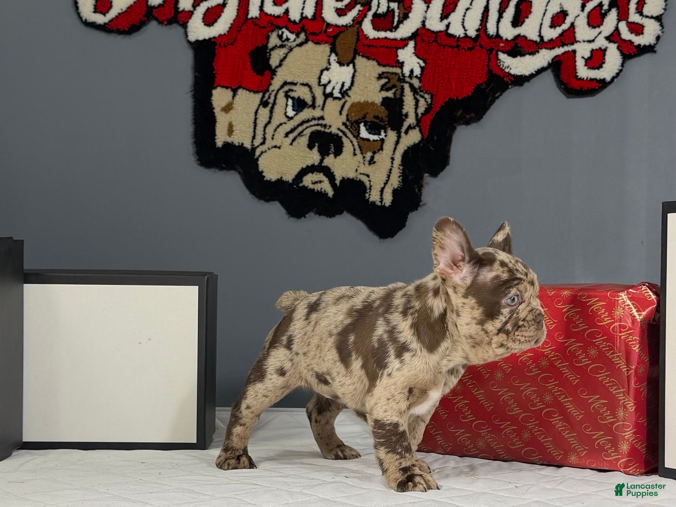 French Bulldog dogs Bella - Ad 6