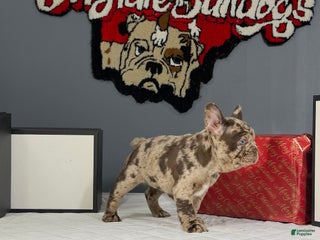 French Bulldog dogs Bella - Ad 21