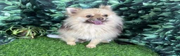 Pomeranian dogs for sale: Pomeranian 3 - Ad 4