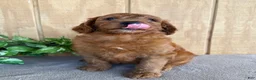 Goldendoodle dogs for sale: Goldie - Ad 8