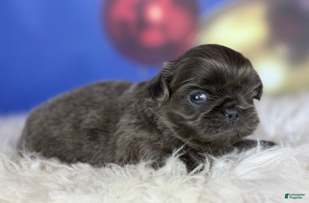 Pekingese dogs for sale: Akc DNA OFA Blue boots  - Ad 6
