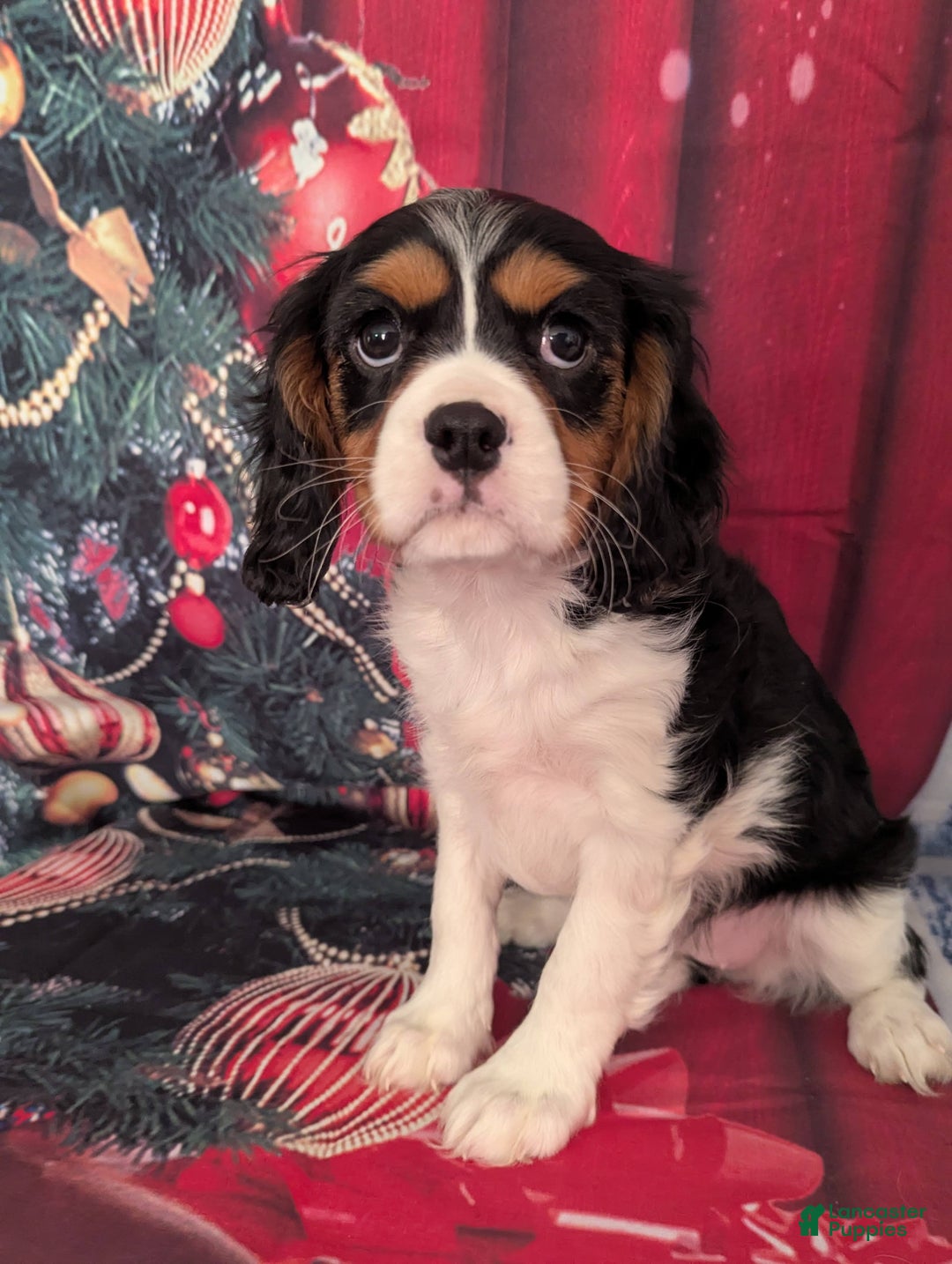 Cavalier King Charles Spaniel dogs for sale: Cavalier King Charles Spaniel Puppy 2 - Ad 1