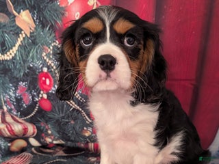 Cavalier King Charles Spaniel dogs Cavalier King Charles Spaniel Puppy 2 - Ad 5