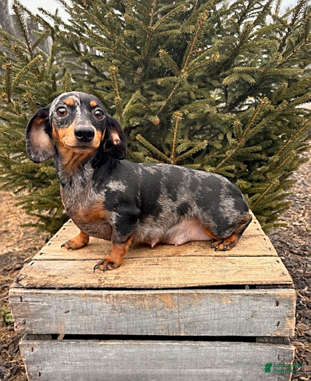 Miniature Dachshund dogs for sale: Oprah - Ad 4