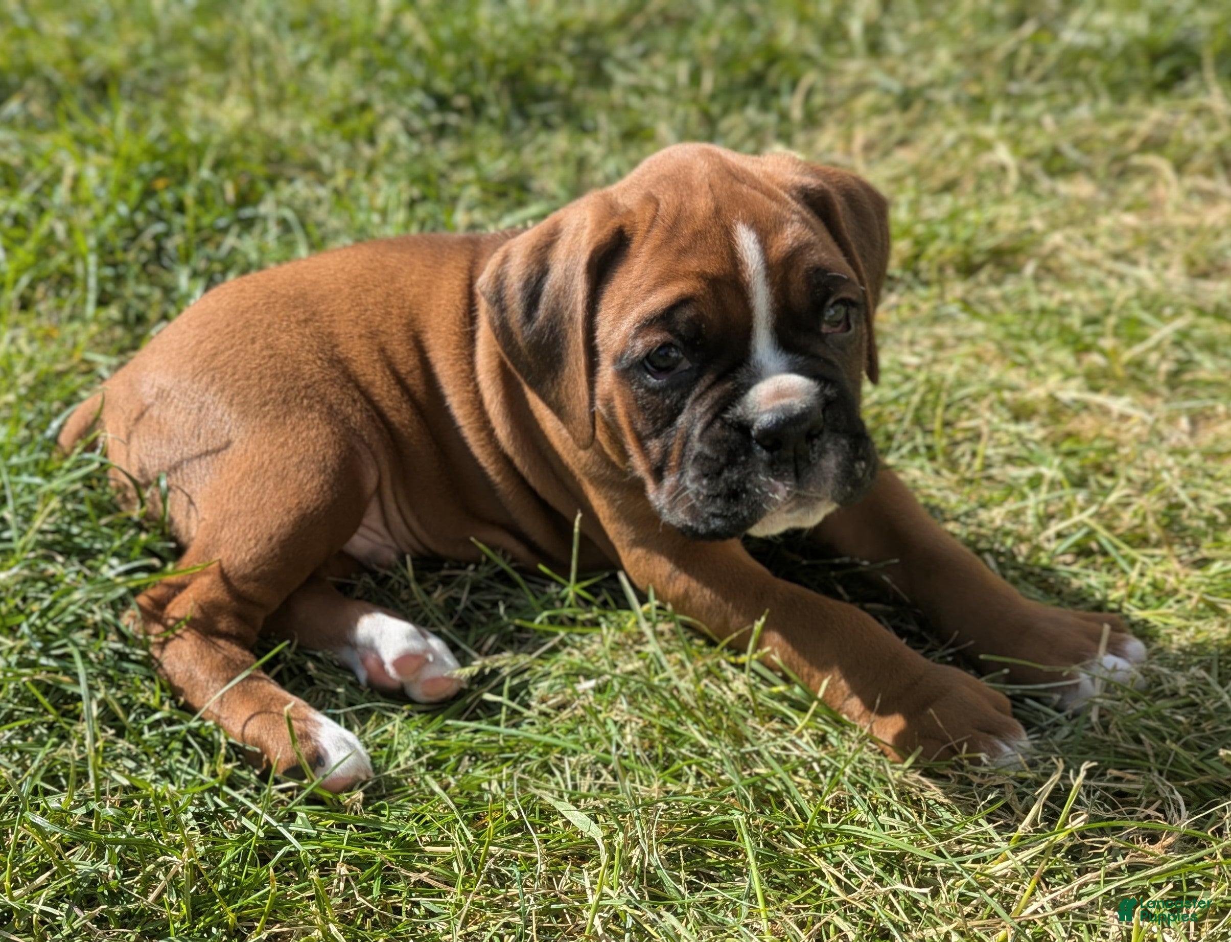 Boxer Puppies for sale in Lebanon, Pennsylvania | Lancaster Puppies