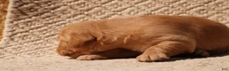 Golden Retriever dogs for sale: Daisy -AKC, Genetically Clear - Ad 82