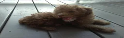 Miniature Poodle dogs for sale: Peanut - Ad 3