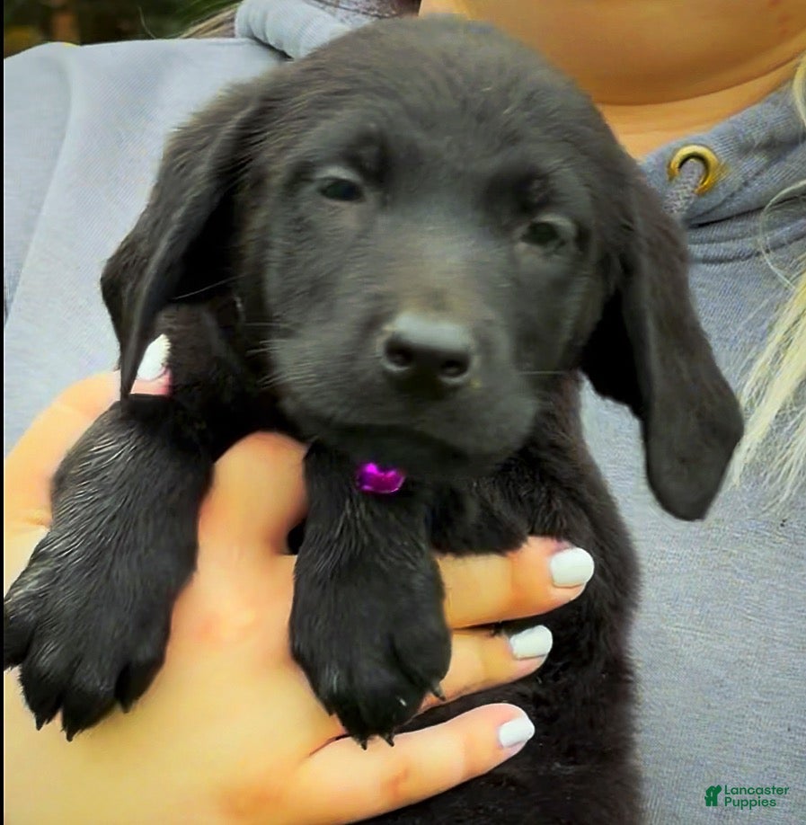 Labrador Retriever dogs Labrador Retriever 1 - Ad 2