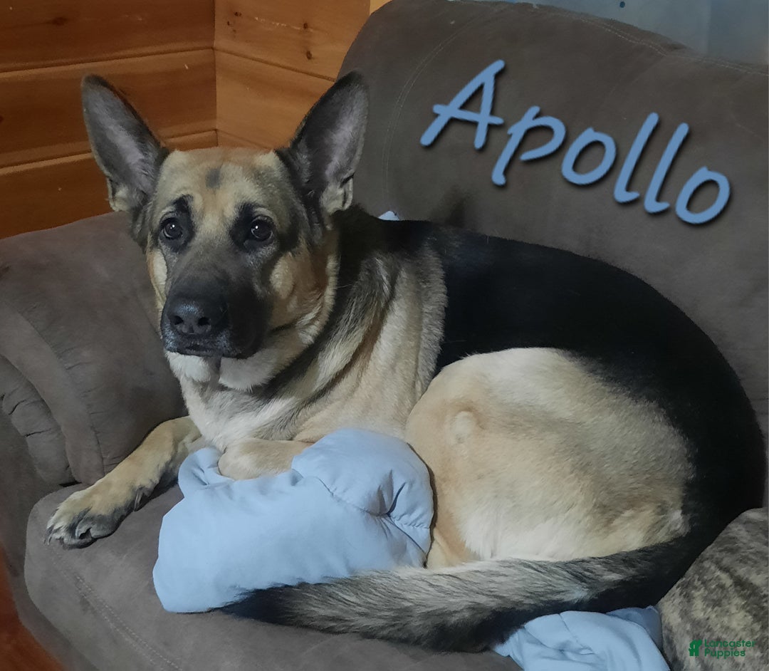 German Shepherd dogs for sale: Diamond - Ad 40