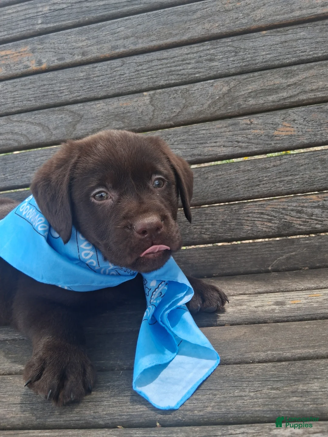 Labrador Retriever dogs for sale: Bluey - Ad 6