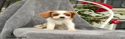 Cavalier King Charles Spaniel dogs for sale: Stella - Ad 4