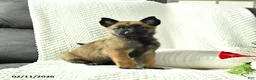 Belgian Malinois dogs for sale: Blossom - Ad 1