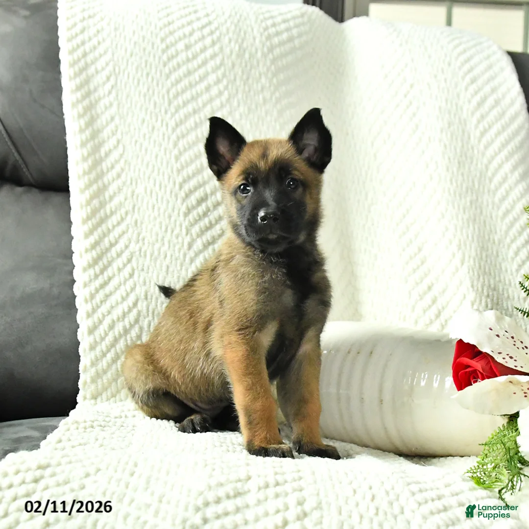 Belgian Malinois dogs for sale: Blossom - Ad 1