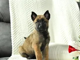 Belgian Malinois dogs Blossom - Ad 2