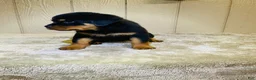 Rottweiler dogs for sale: Rottweiler 5 - Ad 10