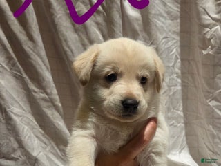 Mixed Breed dogs Golden shepherd purple - Ad 25