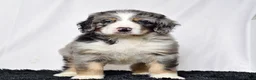 Bernedoodle dogs for sale: Mr. Harley - Ad 3
