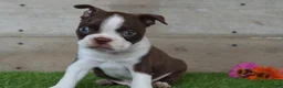 Boston Terrier dogs for sale: Boston Terrier 2 - Ad 4