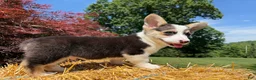 Welsh Corgi Pembroke dogs for sale: CLARK - Ad 15