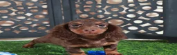 Miniature Dachshund dogs for sale: Dusty Irresistible LH Chocolate Dachshund Puppy - Ad 5