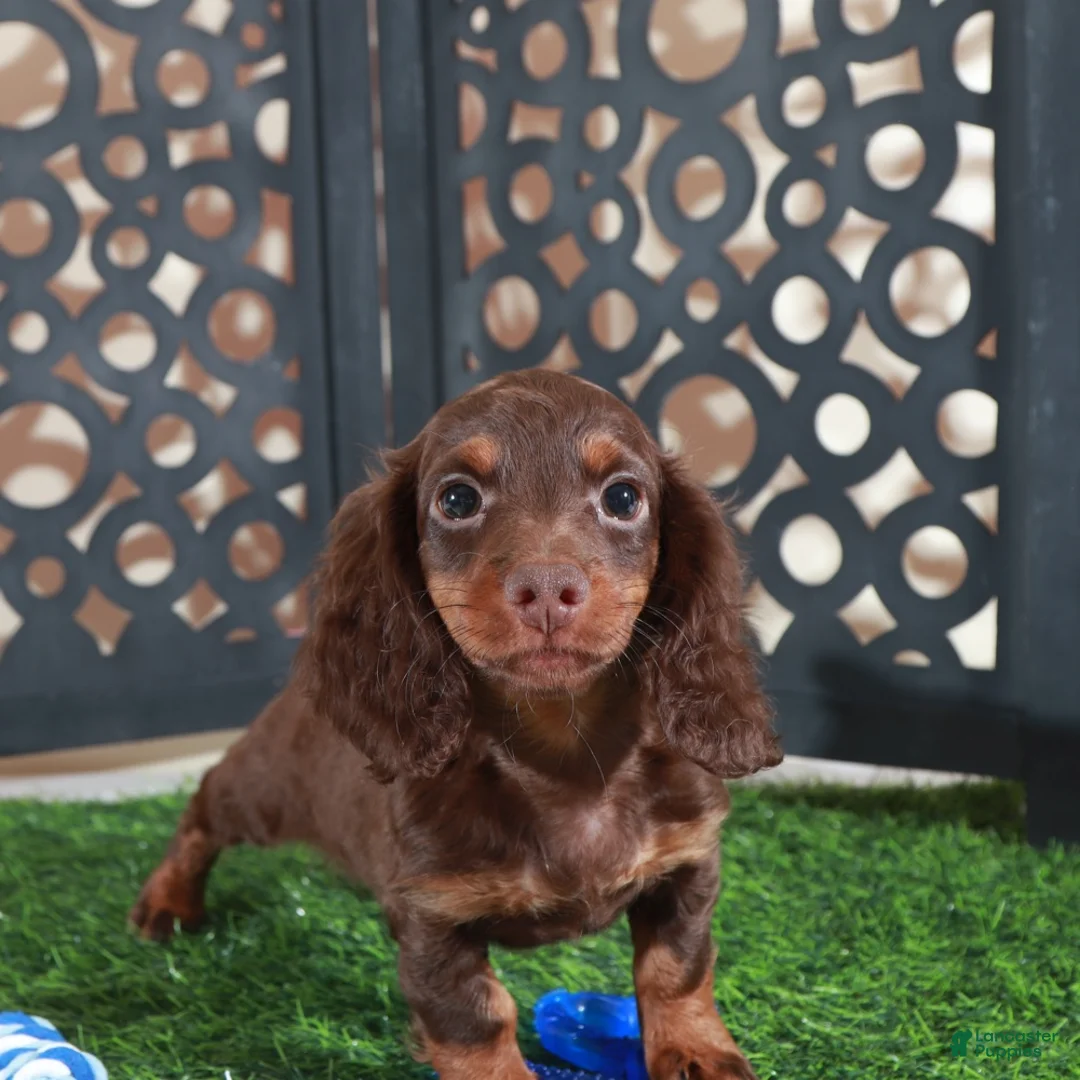 Miniature Dachshund dogs for sale: Dusty Irresistible LH Chocolate Dachshund Puppy - Ad 5