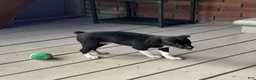 Rat Terrier dogs for sale: Abe - Ad 15