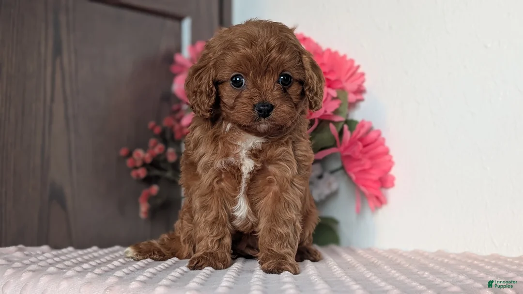 Cavapoo dogs for sale: Tessa - Ad 7