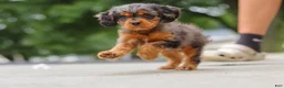 Cavapoo dogs for sale: Indy - Ad 11