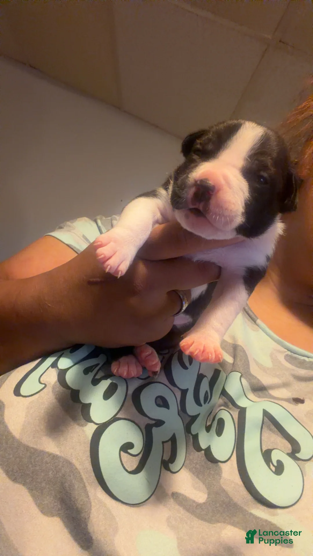 American Staffordshire Terrier dogs for sale: American Staffordshire Terrier 2 - Ad 2