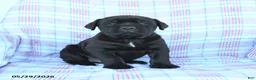 Cane Corso dogs for sale: Sam - Ad 1