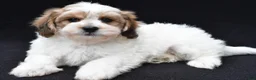 Shihpoo dogs for sale: Ryder - Ad 5