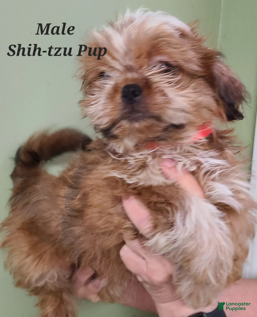 Shih Tzu dogs for sale: Shih Tzu Puppy (Red Collar) - Ad 2
