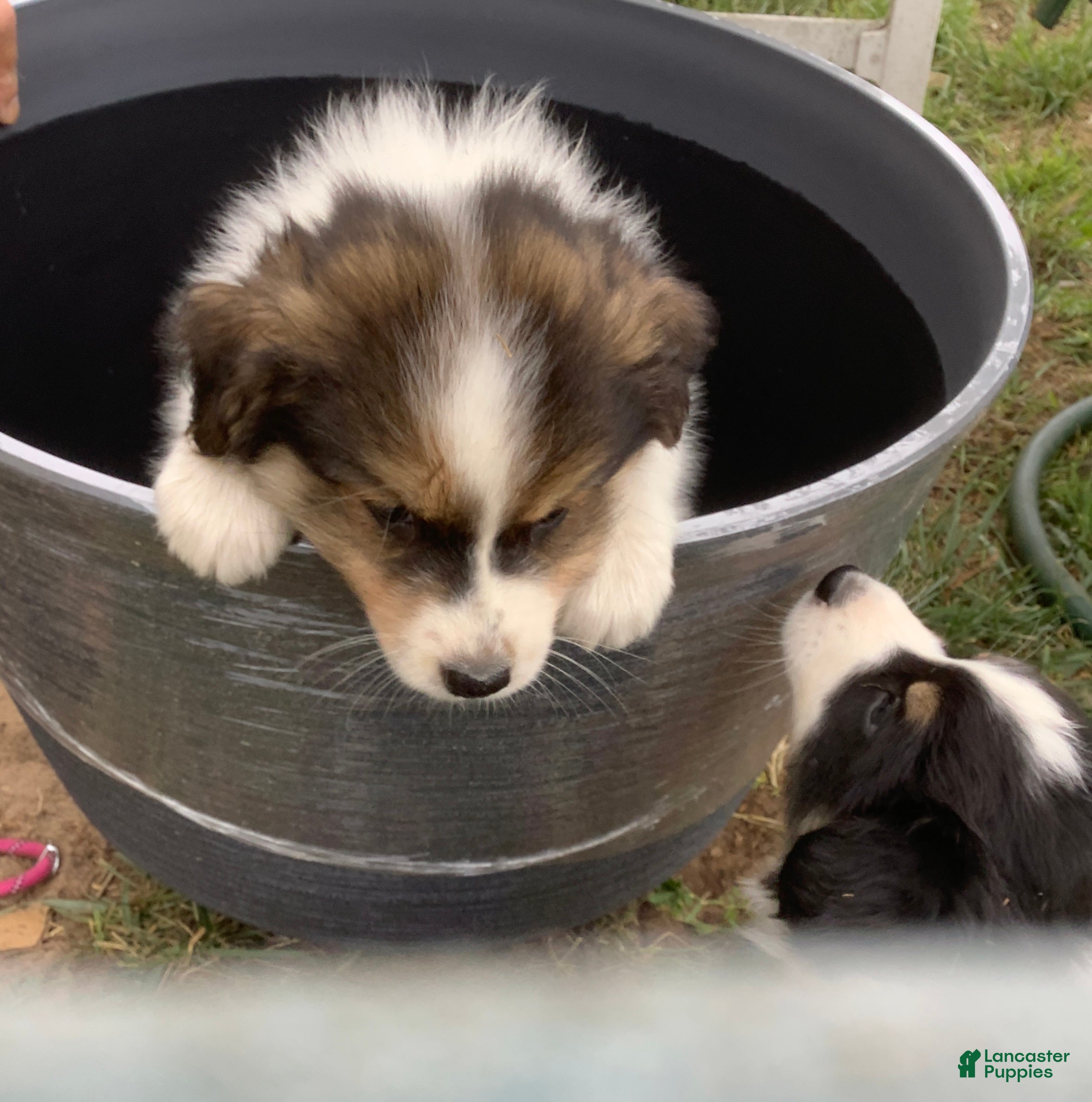 Australian Shepherd dogs Lola - Ad 13