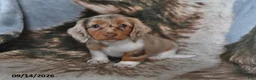 Miniature Dachshund dogs for sale: Daisy - Ad 4