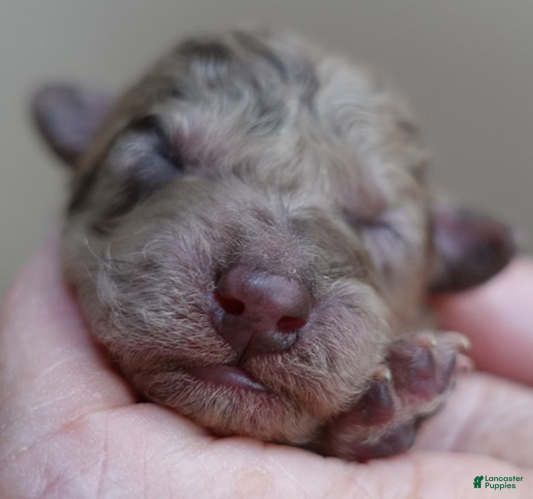 Toy Poodle dogs for sale: Sophia rarest color chocolate merle - Ad 5