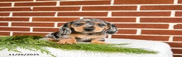 Miniature Dachshund dogs for sale: Blue - Ad 2