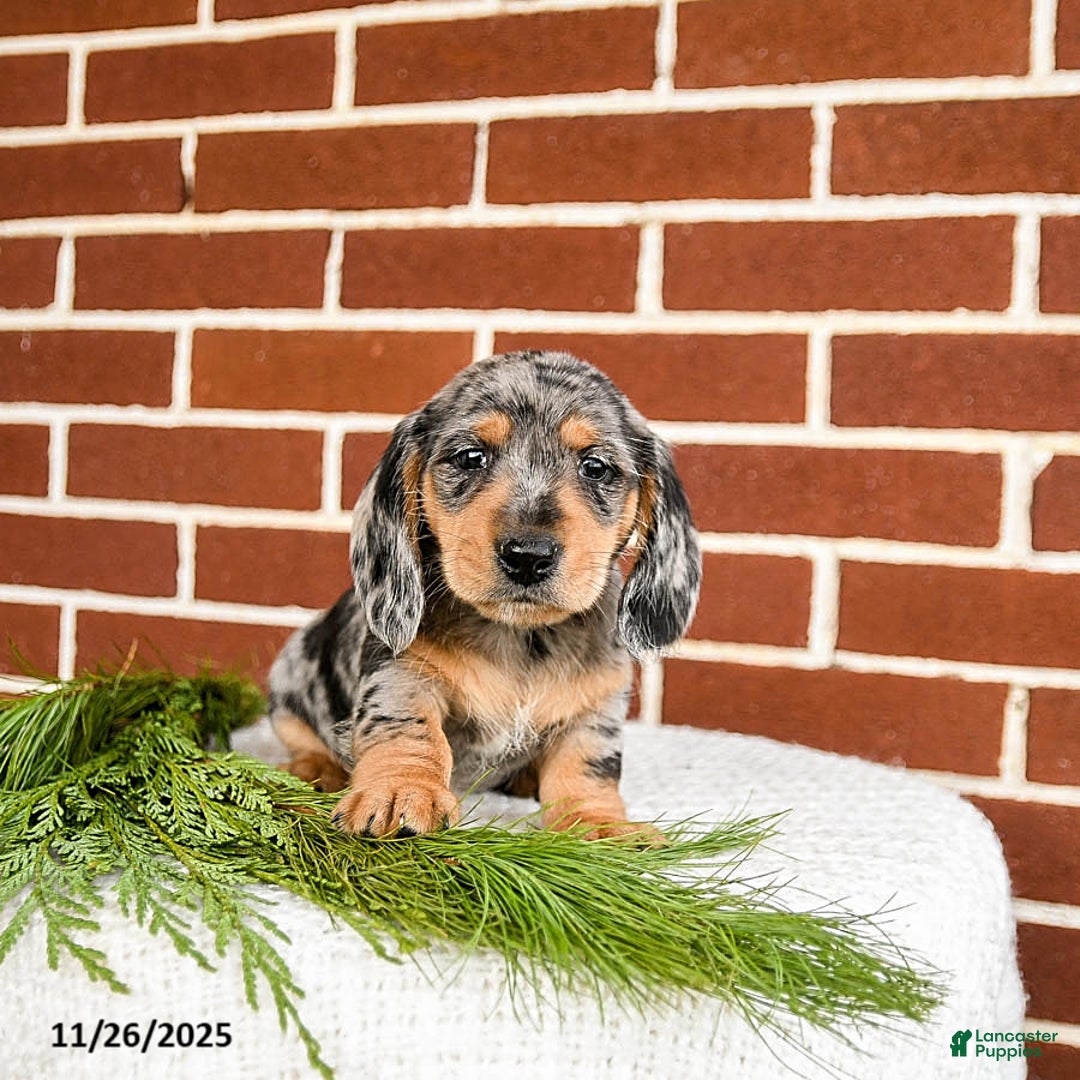 Miniature Dachshund dogs for sale: Blue - Ad 2