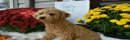 Cavapoo dogs for sale: Barbie - Ad 5