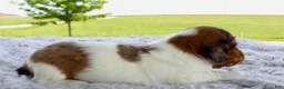 Miniature Dachshund dogs for sale: Miniature Dachshund 2 - Ad 2