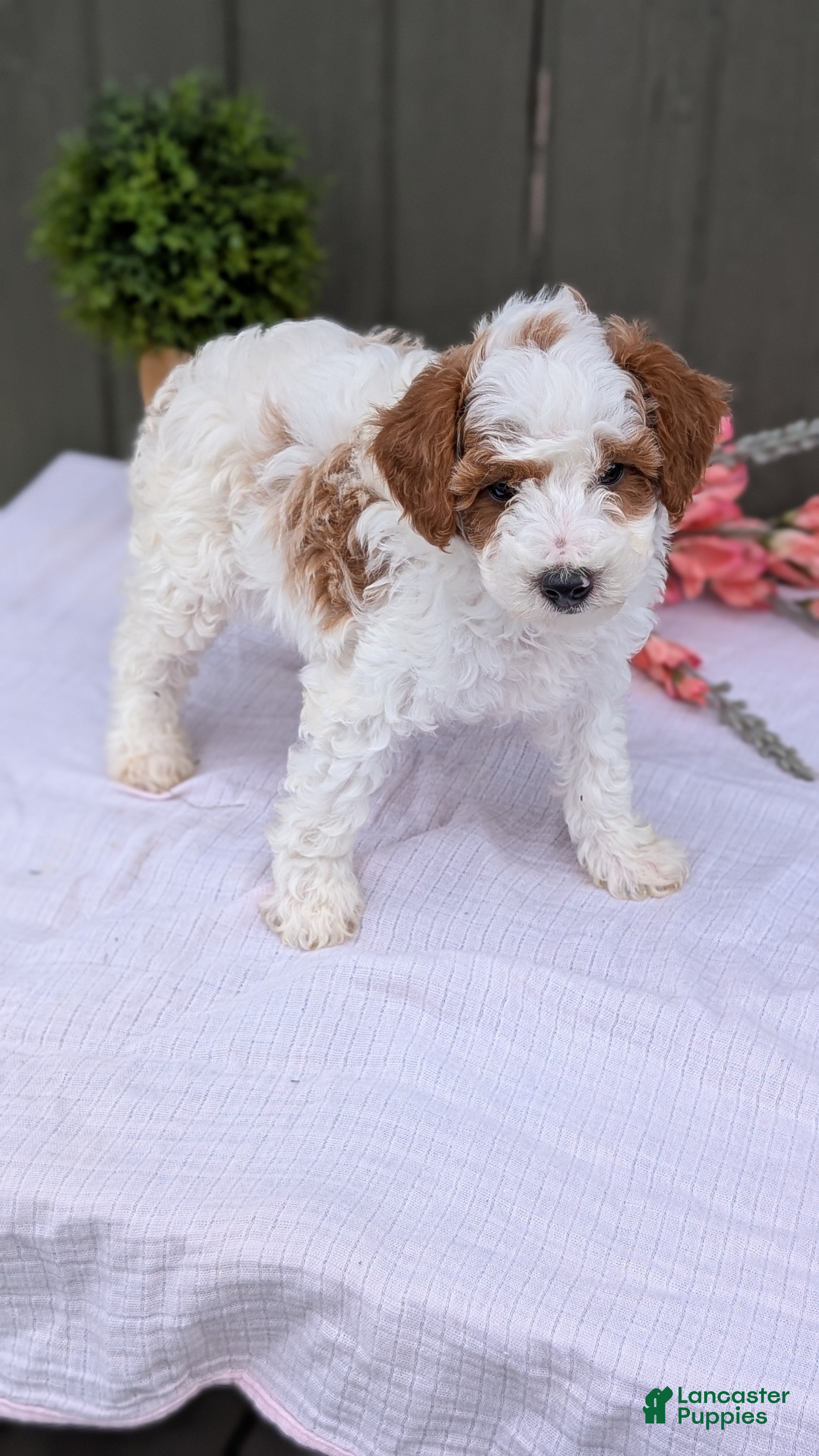 Miniature Poodle dogs Apollo - Ad 2