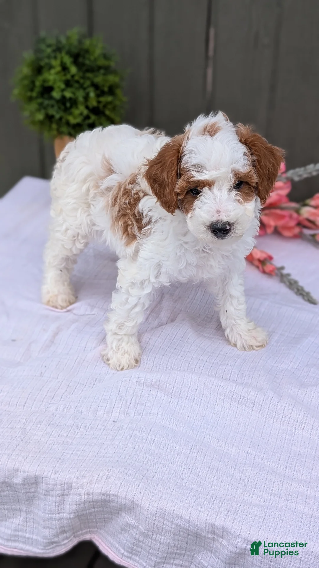 Miniature Poodle dogs for sale: Apollo - Ad 2