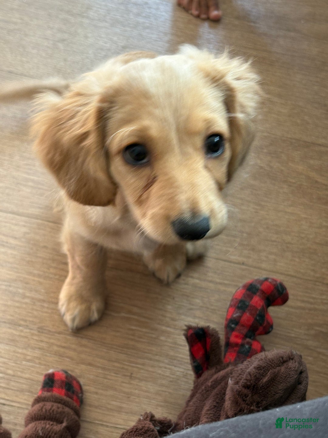 Mixed Breed dogs for sale: Casper - Ad 5